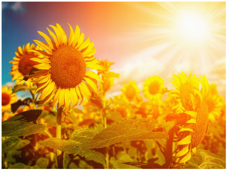 Пазл 1500 элемент "Подсолнухи" ФРЕЯ