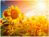 Пазл 1500 элемент "Подсолнухи" ФРЕЯ