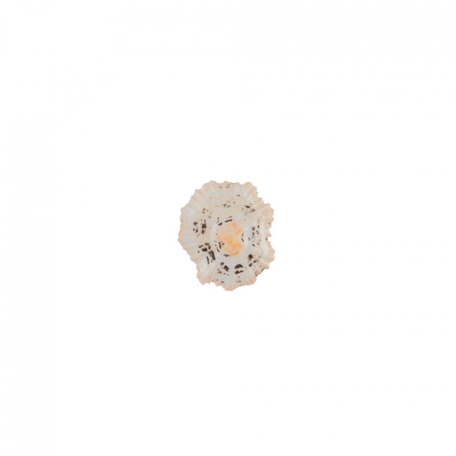 Ракушки декор. 2.5см 100г ± 5гPatella Sacharina,Blumentag/DRF-011 Ракушки декор. 2.5см 100г ± 5гPatella Sacharina,Blumentag/DRF-011