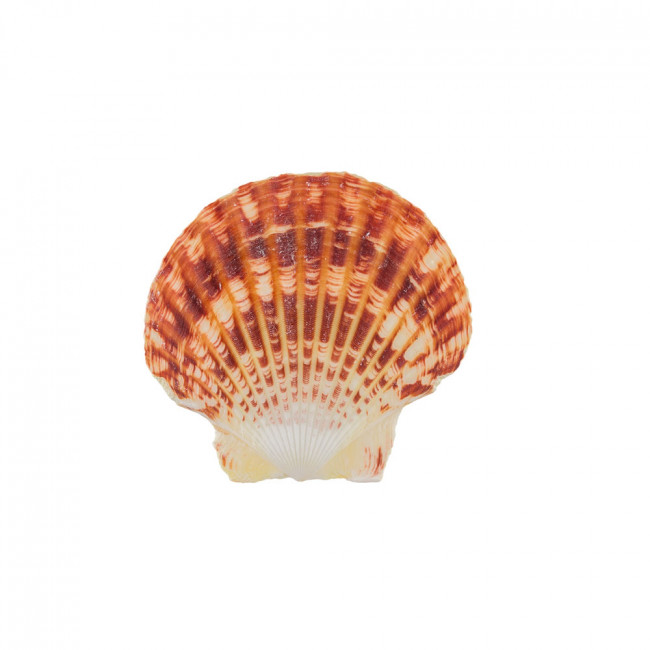 Ракушки декор. 5.7см 5шт Pecten Lentigious (Untrimmed), Blumentag/DRF-013 Ракушки декор. 5.7см 5шт Pecten Lentigious (Untrimmed), Blumentag/DRF-013