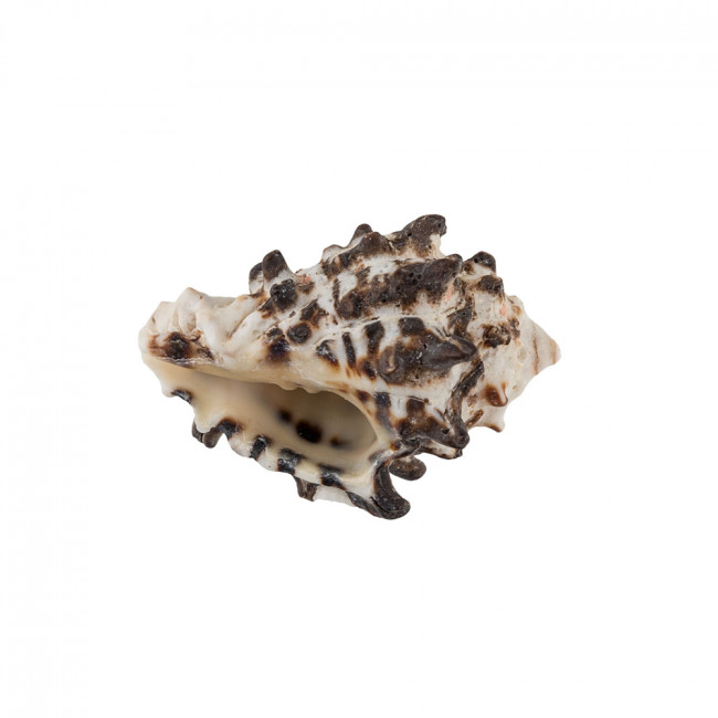 Ракушки декор. 8.8см 3шт Murex Endivia, Zlatka/ DRF-004 Ракушки декор. 8.8см 3шт Murex Endivia, Zlatka/ DRF-004