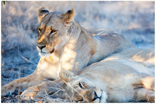 Пазл 2000 элементов "Львиная нежность" ФРЕЯ