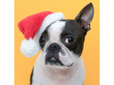 Алмаз мозаика 20х20см "Новогодняя собачка" с подр.,с полн.заполн, 24цв, Рыжий Кот/НД-7613 Алмаз мозаика 20х20см "Новогодняя собачка" с подр.,с полн.заполн, 24цв, Рыжий Кот/НД-7613