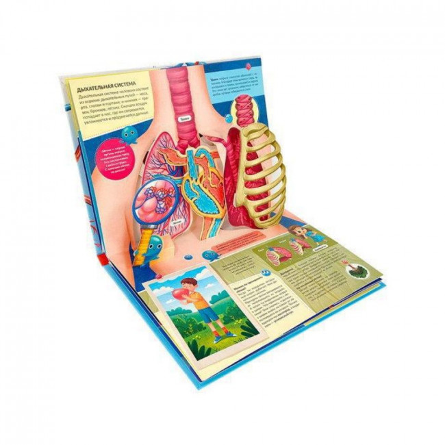 Энциклопедия- панорамка "Анатомия" с объемными иллюстрациями. Формат: 26х20см 10стр, MaLaMaLaMa Энциклопедия- панорамка "Анатомия" с объемными иллюстрациями. Формат: 26х20см 10стр, MaLaMaLaMa