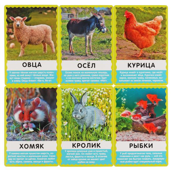 Развивающие карточки «Домашние животные» от «Умные игры». Формат: 107 х 157мм, Умка