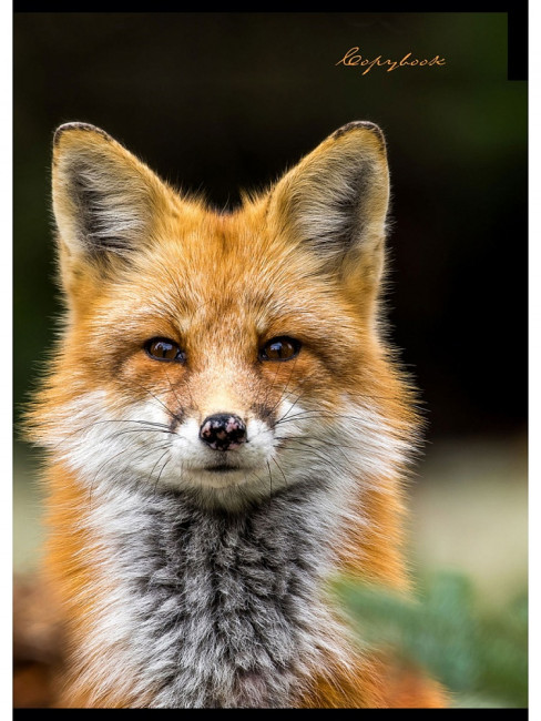 Тетрадь А4 80 клетка "Пятнистый носик" скрепка, Проф-Пресс/Т80-2256 (5/30) Тетрадь А4 80 клетка "Пятнистый носик" скрепка, Проф-Пресс/Т80-2256 (5/30)