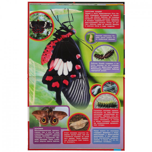 Энциклопедия с развивающими заданиями «Самые опасные пауки и насекомые». Формат: 197х255мм 48стр, Умка