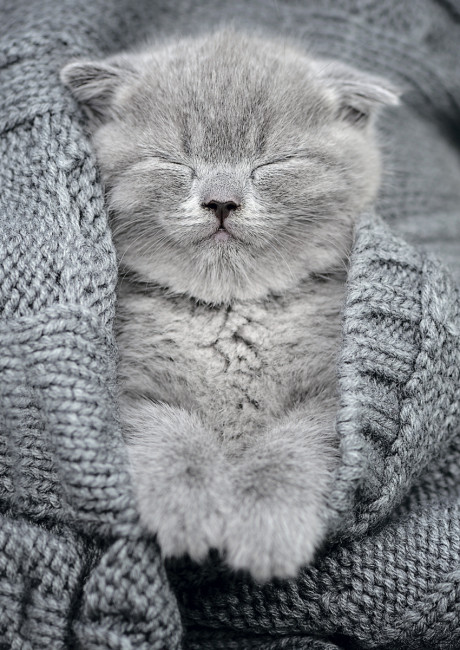 Пазл 500 элементов "Комочек тепла" ФРЕЯ