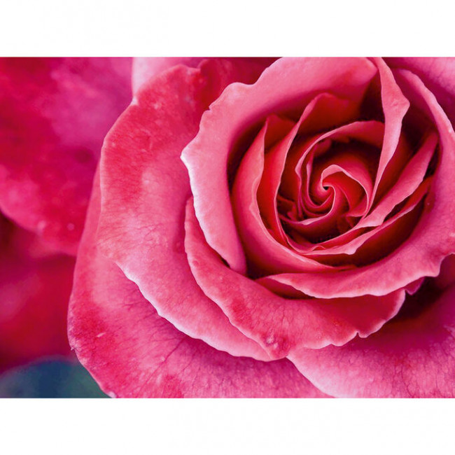 Алмазная мозаика 30*40 на подрамнике "Прекрасная роза", полная выкладка, VA048