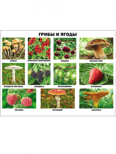 Плакат "Грибы и ягоды" Формат: 480х665х1мм, Проф-Пресс
