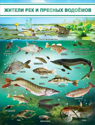 Плакат "Жители рек и пресных водоемов" р2-199 (10)