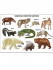 Плакат "Животные Северной Америки" Формат: 480х665х1мм, Проф-Пресс Плакат "Животные Северной Америки" Формат: 480х665х1мм, Проф-Пресс
