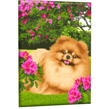 Картина по номерам  "Шпиц" 40см*50см. GLA35, мягкая упаковка