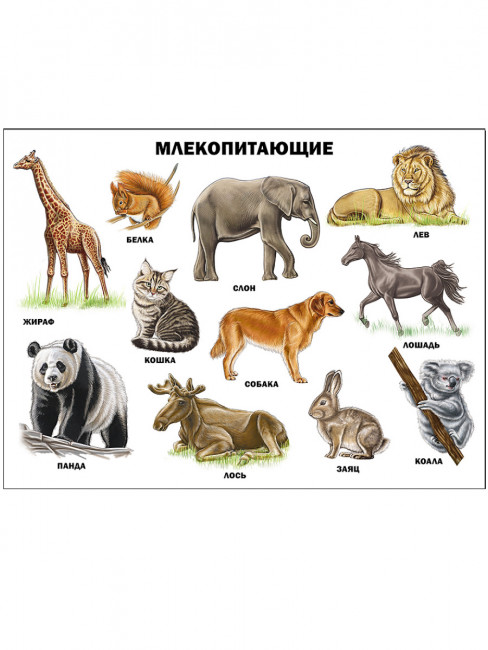 Плакат "Млекопитающие" Формат: 480х665х1мм, Проф-Пресс Плакат "Млекопитающие" Формат: 480х665х1мм, Проф-Пресс
