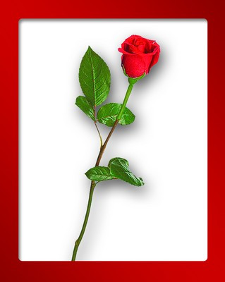 Мини-открытка "Роза", 8227