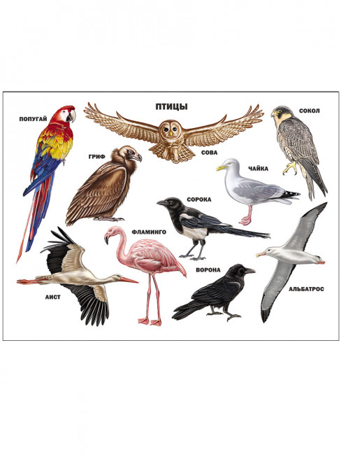 Плакат "Птицы" Формат: 480х665х1мм, Проф-Пресс Плакат "Птицы" Формат: 480х665х1мм, Проф-Пресс
