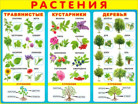 Плакат "Растения" р2-193 (10)