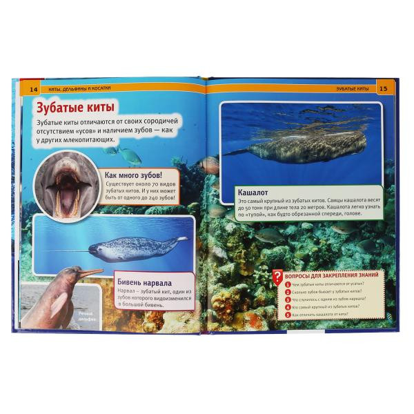 Энциклопедия «Киты, дельфины и касатки». Формат: 197х 255мм 48стр, Умка