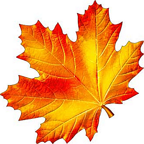 Плакат "Листья" а2-12-а (10)