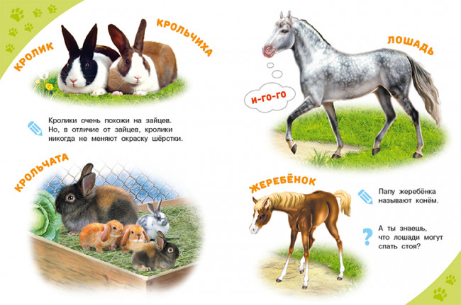 Энциклопедия «Домашние животные» из серии «Энциклопедии для самых маленьких». Формат: 21,5 х 16,2см 16стр, Фламинго