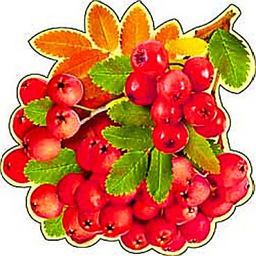 Плакат "Рябина" 113-15-ф (10)