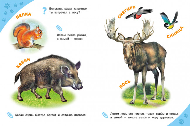 Энциклопедия «Лесные звери» из серии «Энциклопедии для самых маленьких». Формат: 21,5 х 16,2см 16стр, Фламинго
