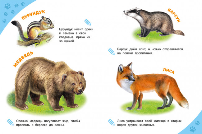 Энциклопедия «Лесные звери» из серии «Энциклопедии для самых маленьких». Формат: 21,5 х 16,2см 16стр, Фламинго
