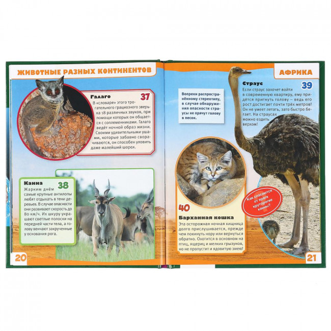 Энциклопедия с развивающими заданиями «Животные разных континентов. 100 фактов». Формат: А5 48стр, Умка Энциклопедия с развивающими заданиями «Животные разных континентов. 100 фактов». Формат: А5 48стр, Умка