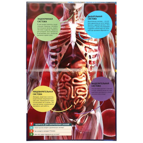 Энциклопедия с развивающими заданиями «Секреты тела человека». Формат: А4 48стр, Умка Энциклопедия с развивающими заданиями «Секреты тела человека». Формат: А4 48стр, Умка