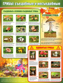 Плакат "Грибы: съедобные и несъедобные", р2-207 (10)