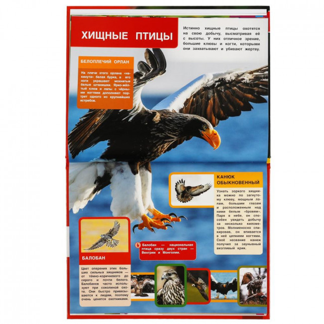 Энциклопедия с развивающими заданиями «Хищники России». Формат: 197х255мм 48стр, Умка
