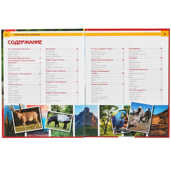 Энциклопедия «Животные красной книги». Формат: 197 х 255мм 48стр, Умка Энциклопедия «Животные красной книги». Формат: 197 х 255мм 48стр, Умка