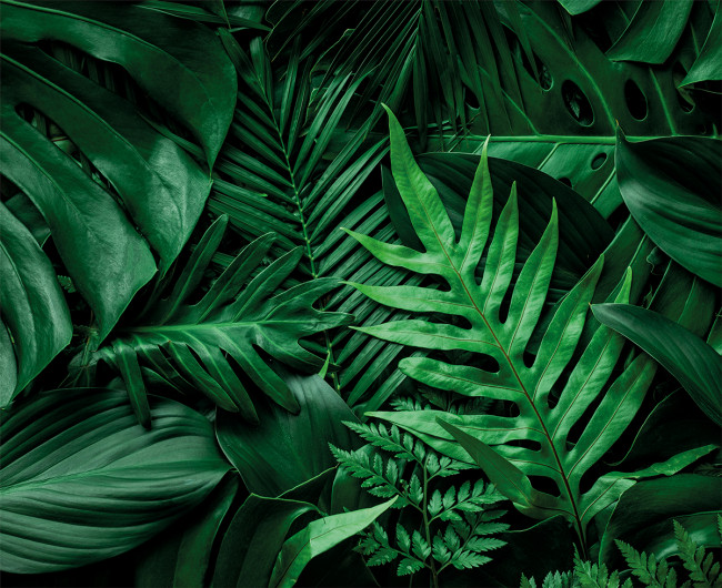 Интерьерная картина на холсте 50 х 40см "Тропическая свежесть растений" с подрамником, ФРЕЯ/PCF-05