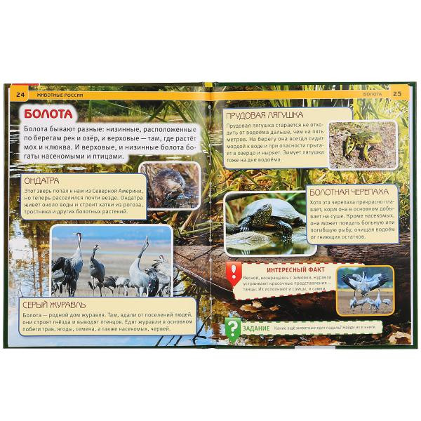 Энциклопедия с развивающими заданиями «Животные России». Формат: А4 48стр, Умка Энциклопедия с развивающими заданиями «Животные России». Формат: А4 48стр, Умка