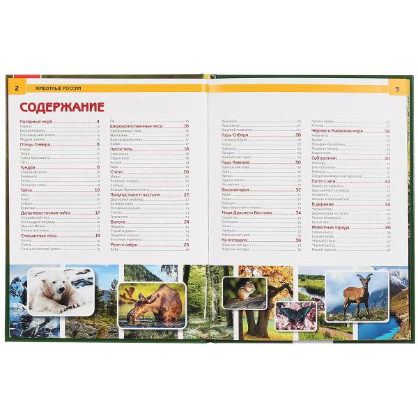 Энциклопедия с развивающими заданиями «Животные России». Формат: А4 48стр, Умка Энциклопедия с развивающими заданиями «Животные России». Формат: А4 48стр, Умка