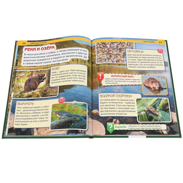 Энциклопедия с развивающими заданиями «Животные России». Формат: А4 48стр, Умка Энциклопедия с развивающими заданиями «Животные России». Формат: А4 48стр, Умка