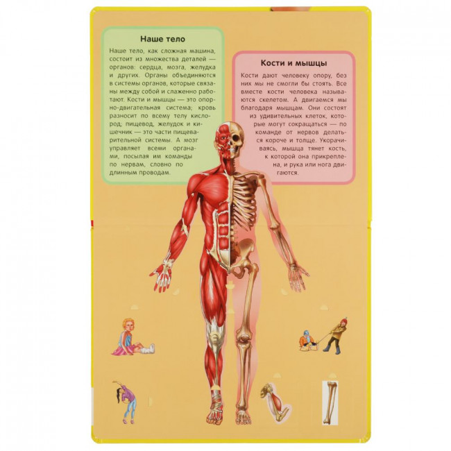 Книга с окошками «Тело человека». Формат: 222х282мм 12стр, Умка Книга с окошками «Тело человека». Формат: 222х282мм 12стр, Умка