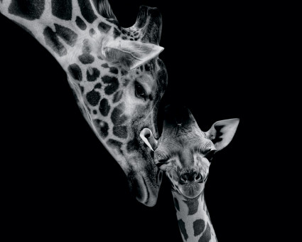 Картина на холсте 50 х 40см "Жирафы" с подрамником, ФРЕЯ/PCF-30