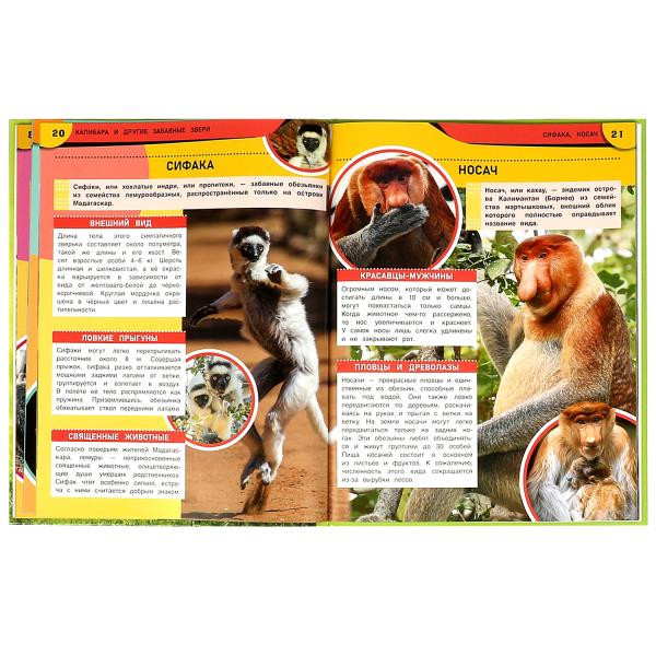 Энциклопедия «Капибара и другие забавные звери». Формат: 197х255мм 48стр, Умка