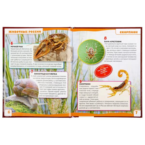 Энциклопедия с развивающими заданиями «Животные России. 100 фактов».Формат: А5 48стр, Умка Энциклопедия с развивающими заданиями «Животные России. 100 фактов».Формат: А5 48стр, Умка